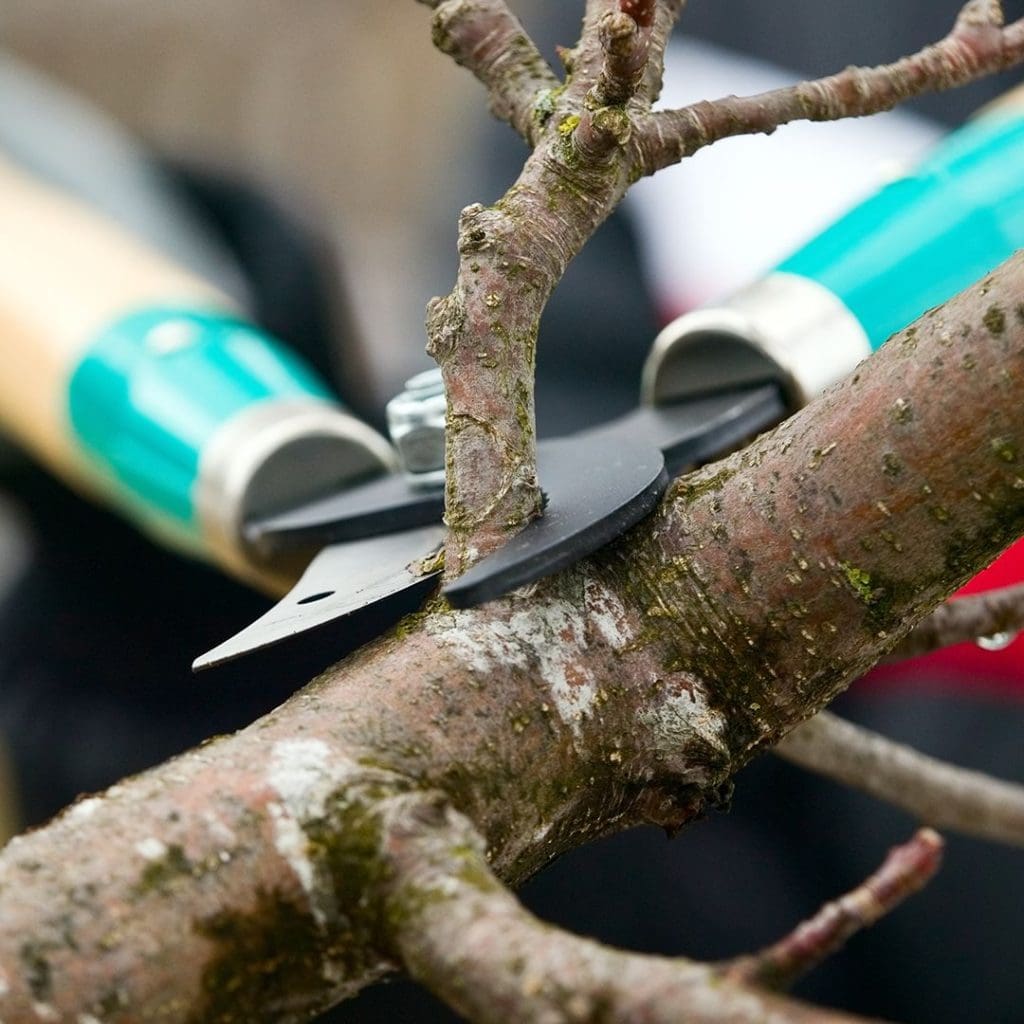 Chestermere summer-tree-pruning