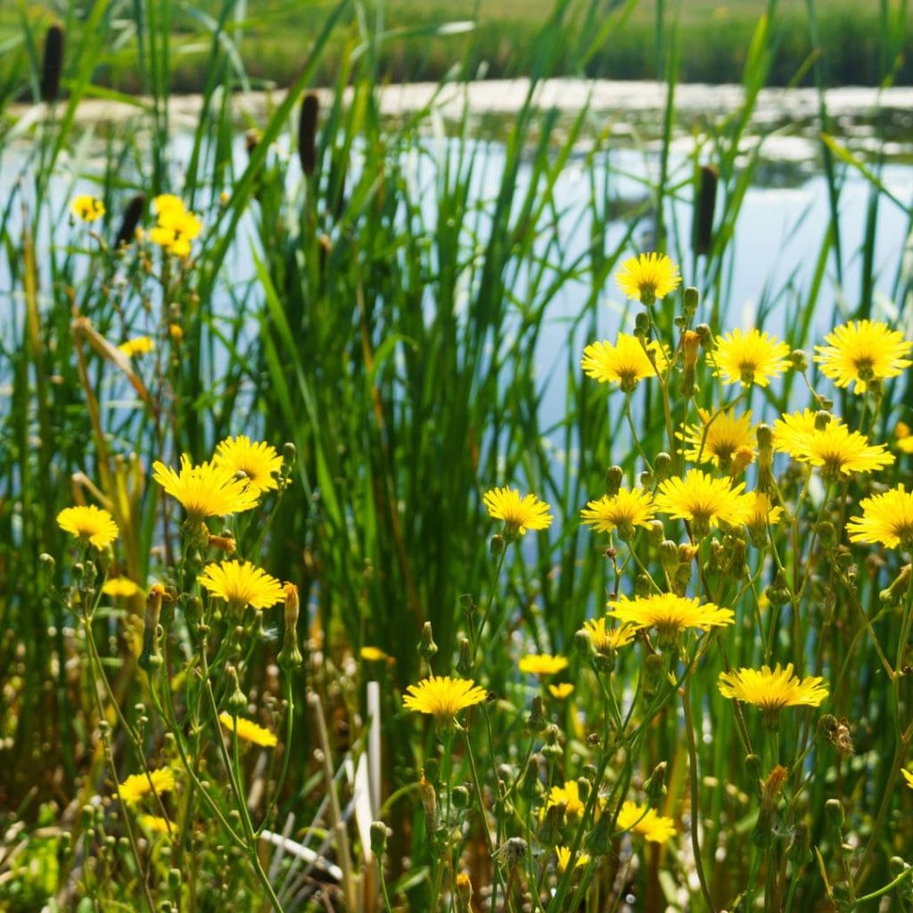 Chestermere Parks